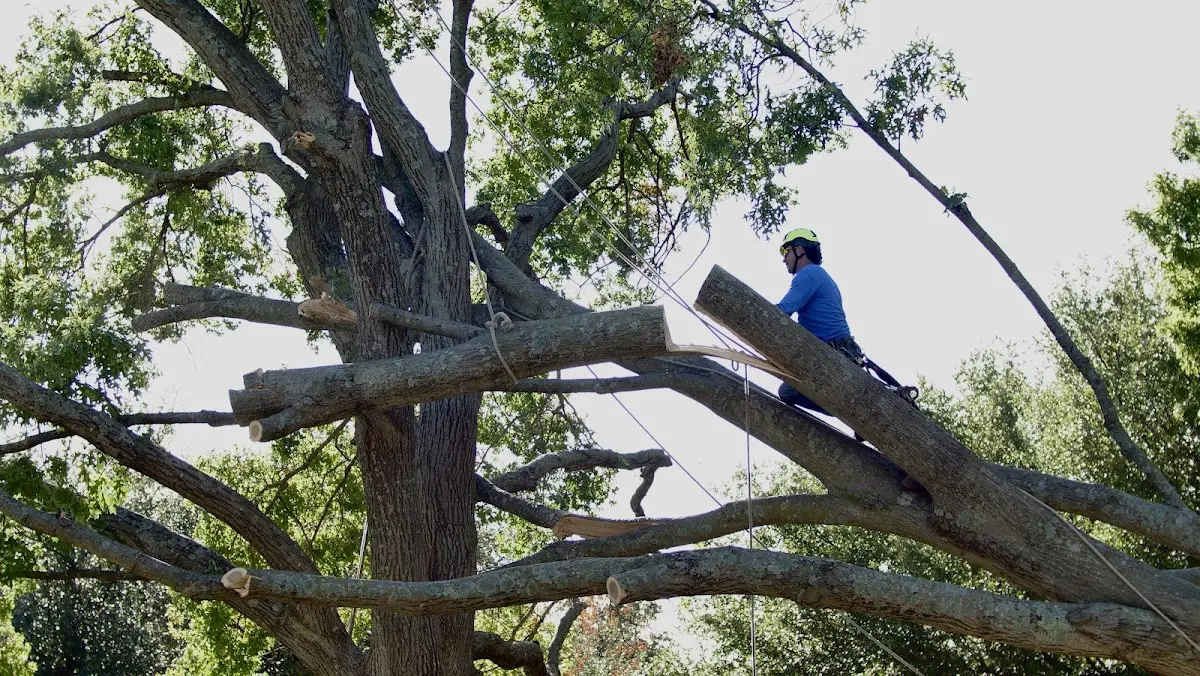 Professional Hazardous Tree Removal performed by certified arborists in Wade